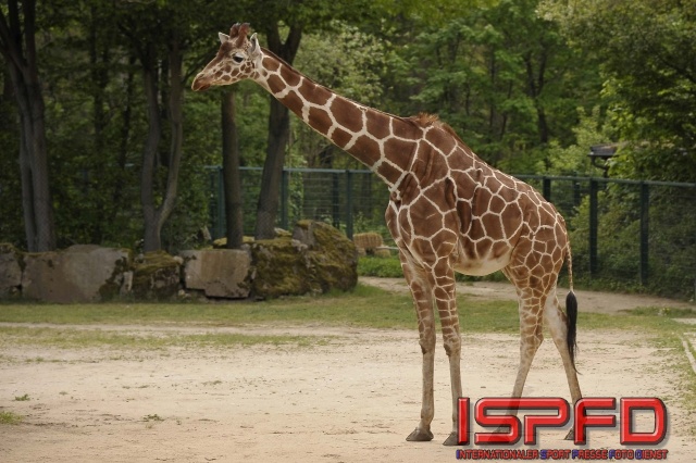 Tiergarten-010055-Giraffe